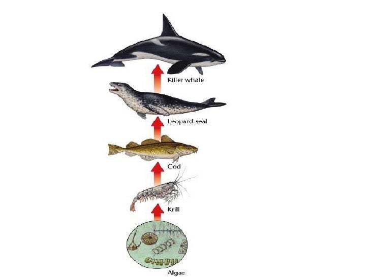 Ecology - Chapter 5 Section 1