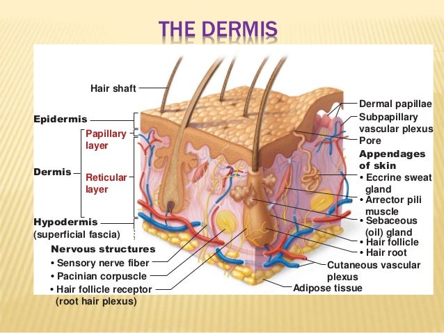discuss the epidermal and dermal layers The dermis or corium is a layer of skin between the epidermis (with which it makes up the cutis) and subcutaneous tissues, that primarily consists of dense irregular. discuss the epidermal and dermal layers The dermis or corium is a layer of skin between the epidermis (with which it makes up the cutis) and subcutaneous tissues, that primarily consists of dense irregular.