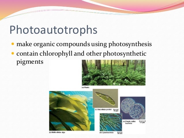 using h2s in photosythesis using h2s in photosythesis