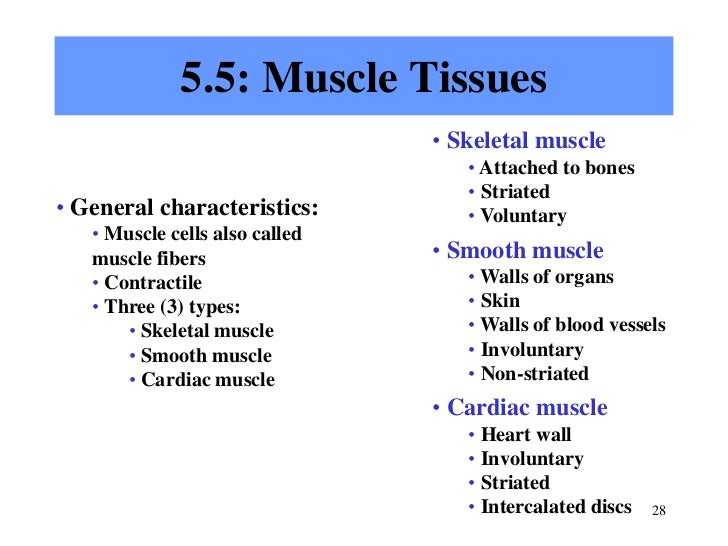 Chapter 5 Tissues