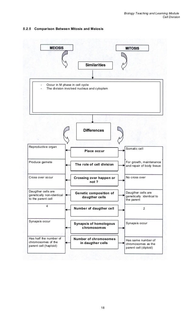 Worksheets Mitosis And Meiosis Worksheet Answers cell growth and division worksheet answers ch 10 crosswordcell math chapter 5 teacher answers