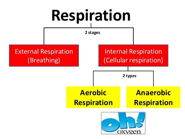 What are the two types of respiration? | reference.com