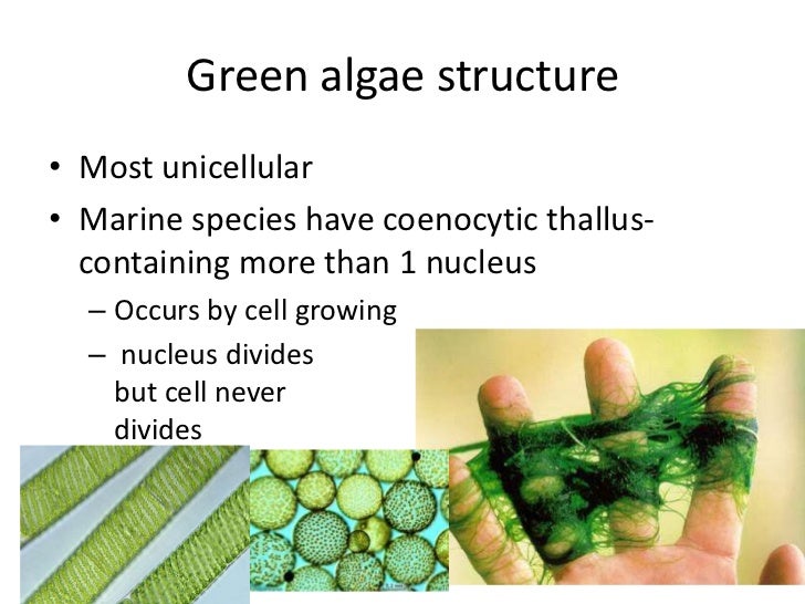 Chapter 7 multicellular plants