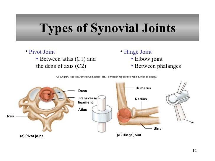 Chapter 8 Joints of the Skeletal System