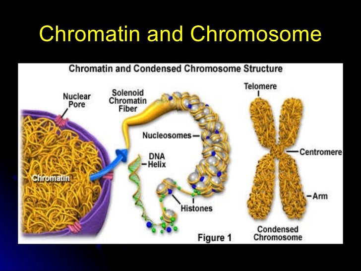 Cell Transportation and The Cell Cycle