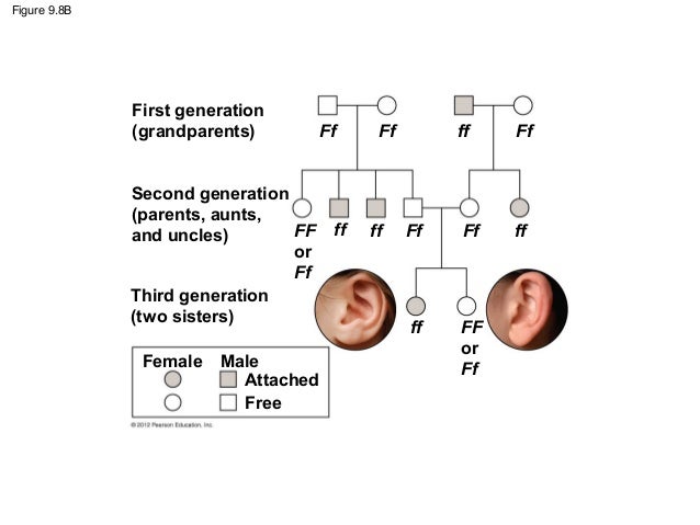Attached earlobes dating