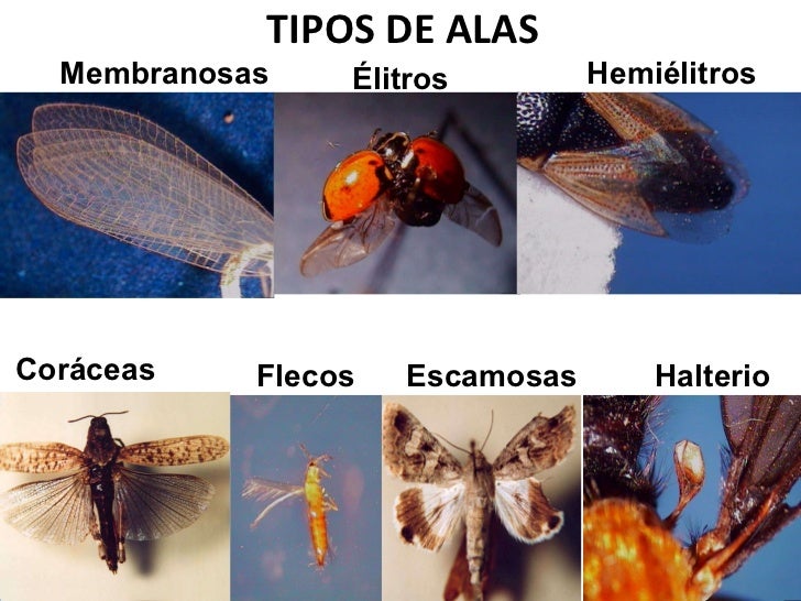Charla etapa iii