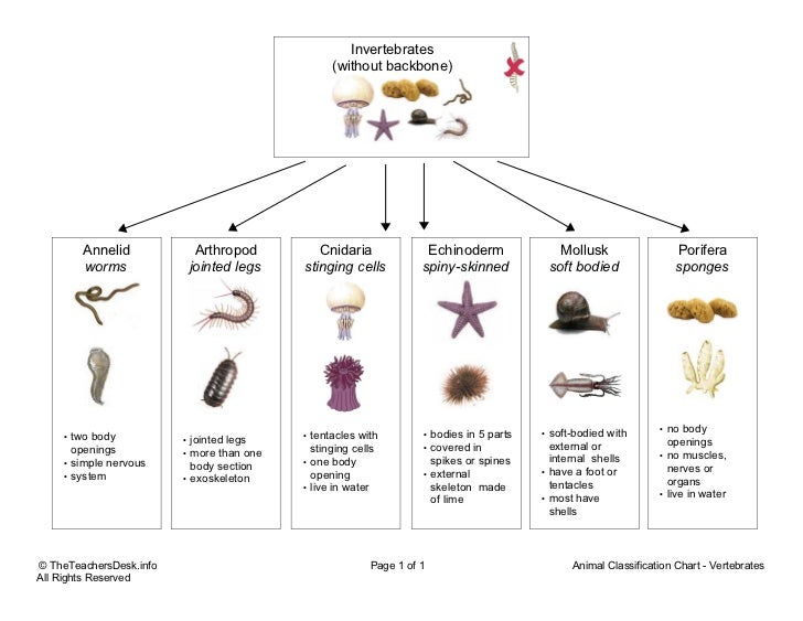 Chart invertebrates