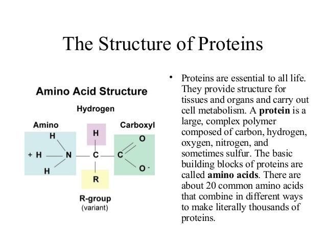 Amino Acids Are Sometimes Called The Building Blocks Of Protein Amino Acids Are Sometimes Called The Building Blocks Of Protein