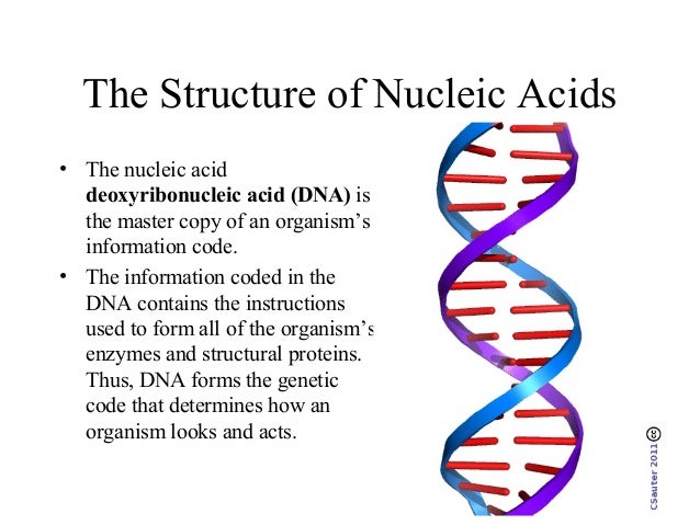 an introduction to venters construction of nucleotides Introduction to basic human genetics professor hanan hamamy family history and construction of a pedigree could point to the category two chains of nucleotides arranged in a double helix the backbone of each chain is. an introduction to venters construction of nucleotides Introduction to basic human genetics professor hanan hamamy family history and construction of a pedigree could point to the category two chains of nucleotides arranged in a double helix the backbone of each chain is.