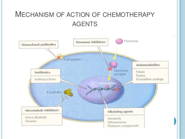 Prednisolone Mechanism Of Action