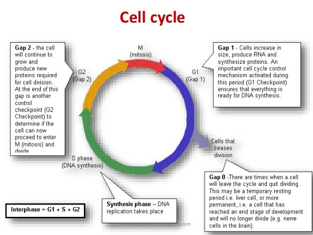 Natural Products Chemotherapy Natural Products Chemotherapy