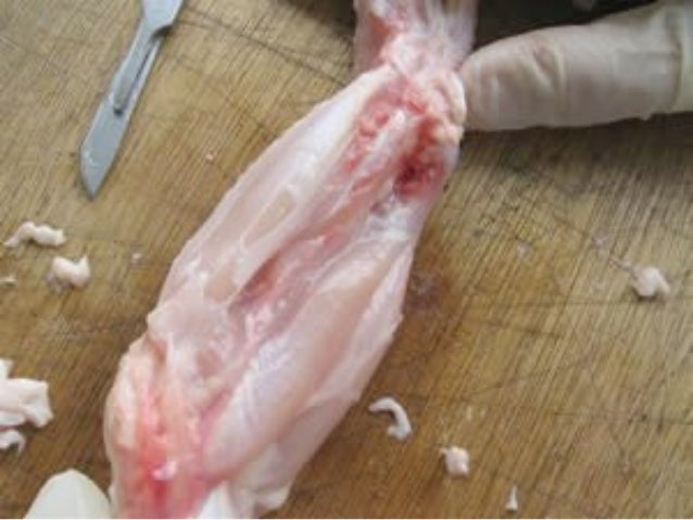 Chicken wing dissection