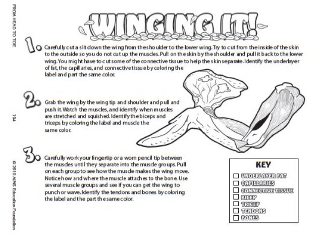 Chicken wing dissection