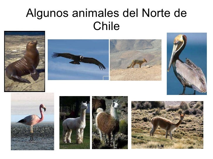 Chile zona norte