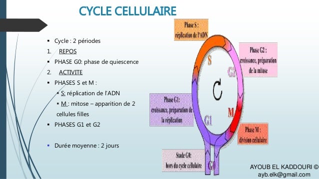 Cancer Poumon Duree Vie