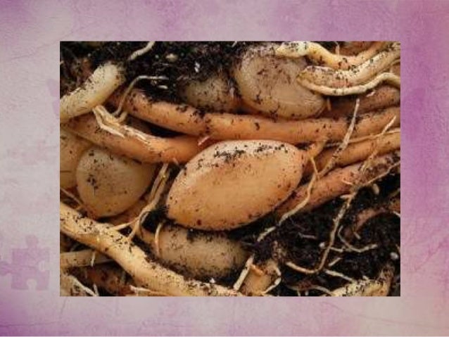 chinese herbs for lung cancer chinese herbs for lung cancer