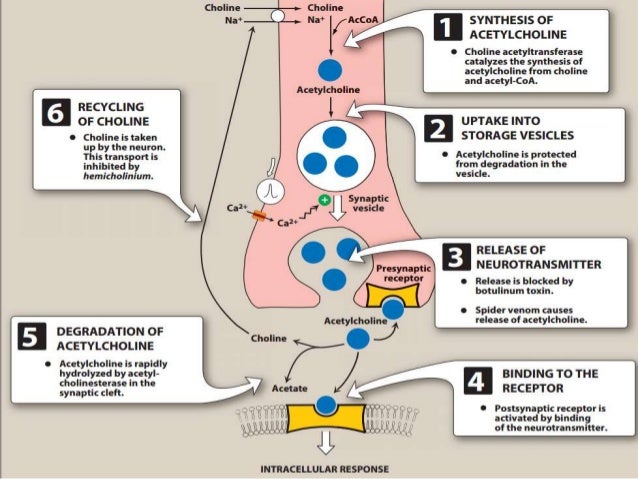 Exelon patch to oral conversion