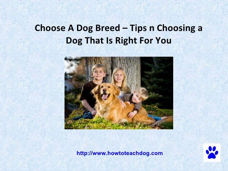 choosing a breed choose a breed tips n choosing a that is right for you choosing a breed choose a breed tips n choosing a that is right for you