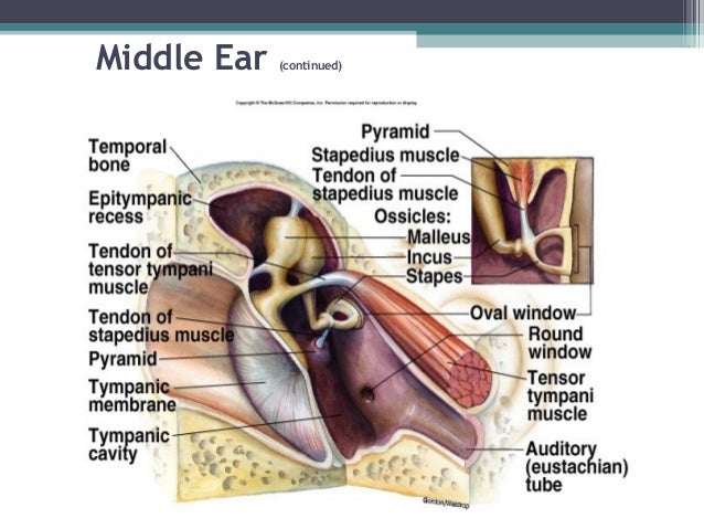 Sensory physiology