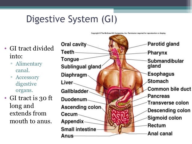 endocrine system is a major role The endocrine system is a network of glands that produce and release hormones that help control many important body functions, including the body's ability to change calories into energy that. endocrine system is a major role The endocrine system is a network of glands that produce and release hormones that help control many important body functions, including the body's ability to change calories into energy that.