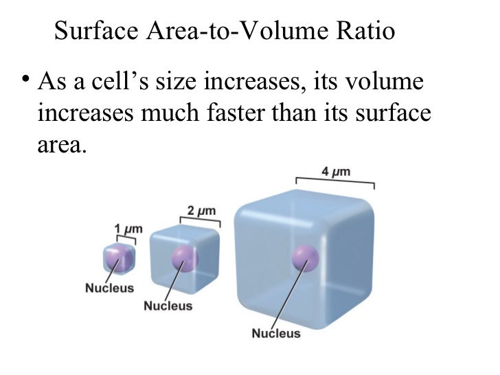 Chpt9.1 cellular growth