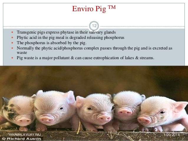 Pigs Chromosome Count The Shocking Truth - 796ni4h