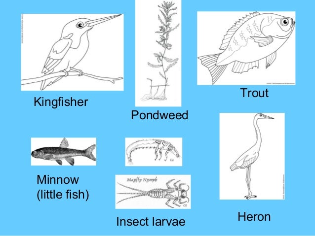 What Eats Heron Food Chain What Eats Heron Food Chain