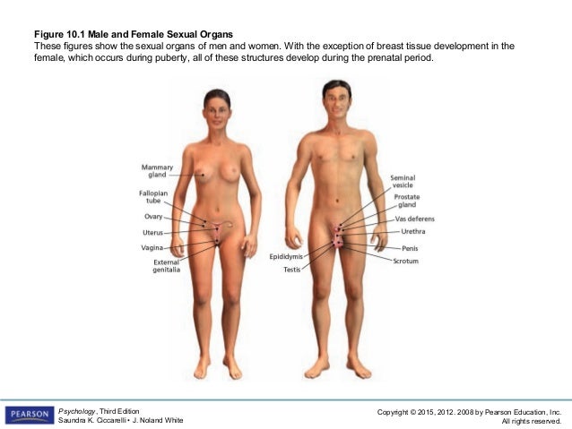 Vidios Of Women With Both Male And Female Sex Organs 58