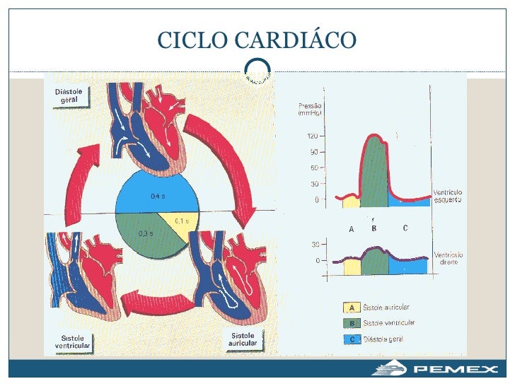 Ciclo cardiaco
