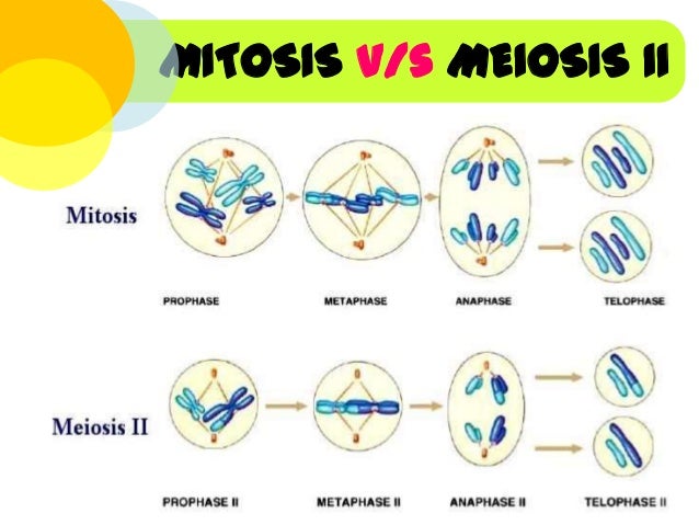 ReproducciÓn Celular DivisiÒn Celular Mitosis Meiosis