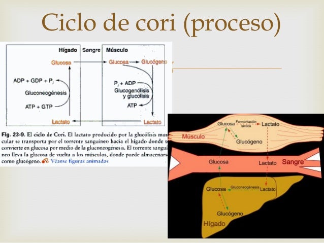 Ciclo de cori