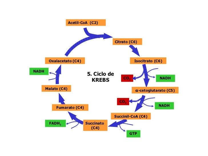 Biología Ciclo de Krebs Diagrama Biología Ciclo de Krebs Diagrama