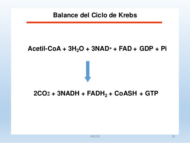 CARBOHIDRATOS 3: Ciclo de krebs 2015 1