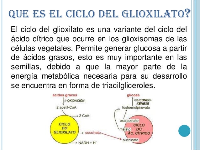 Como librarse del hongo en los pies del vídeo