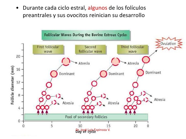 Ciclo estral Ciclo estral