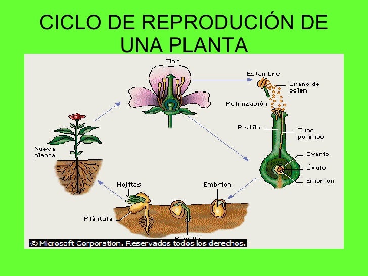 Imagenes del ciclo de la vida de una planta - Imagui Imagenes del ciclo de la vida de una planta - Imagui