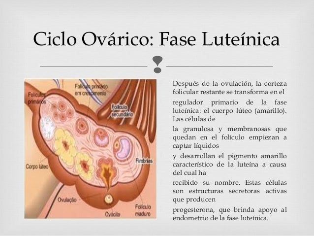 Resultado de imagen para fase luteinica