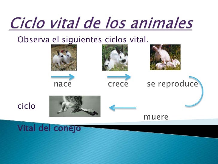 Dibujos faciles del ciclo de viviparos - Imagui Dibujos faciles del ciclo de viviparos - Imagui