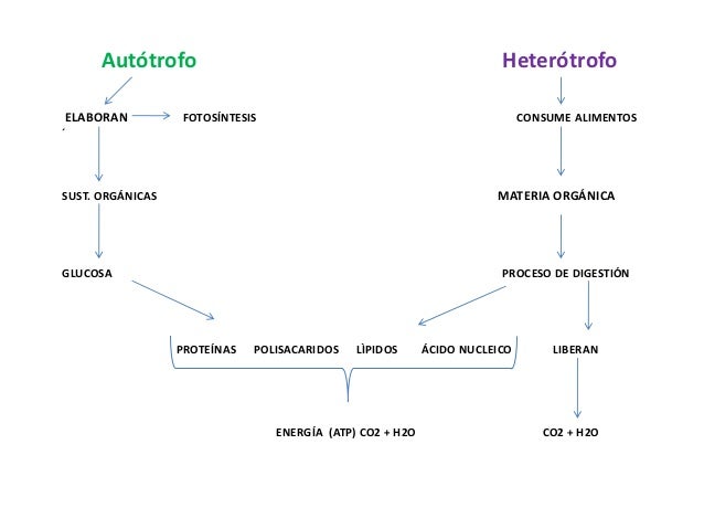 Ciencias naturales autotrofos y heterotrofos...