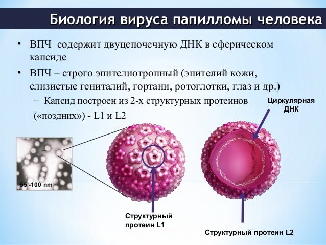 Что означает впч в гинекологии