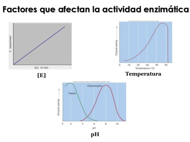 Factores Que Influyen En La Actividad Enzimatica es.slideshare.net