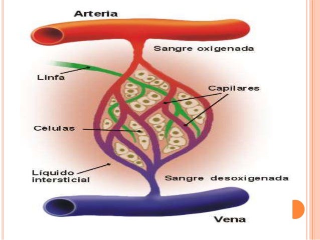Circulación linfatica