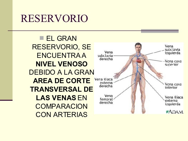 Circulacion General