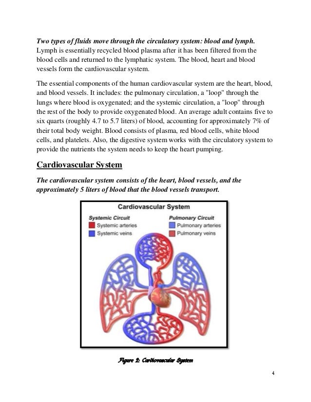 The circulatory system worksheet answers image