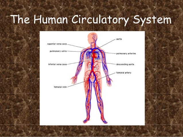 Circulatory system pdf