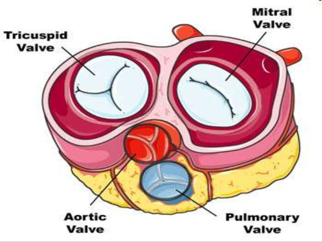 Human Heart Visual Quiz PowerPoint, Parts of the Heart, Chambers, Cir…