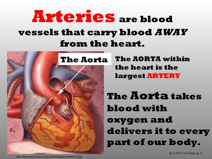 Circulatory system slide show
