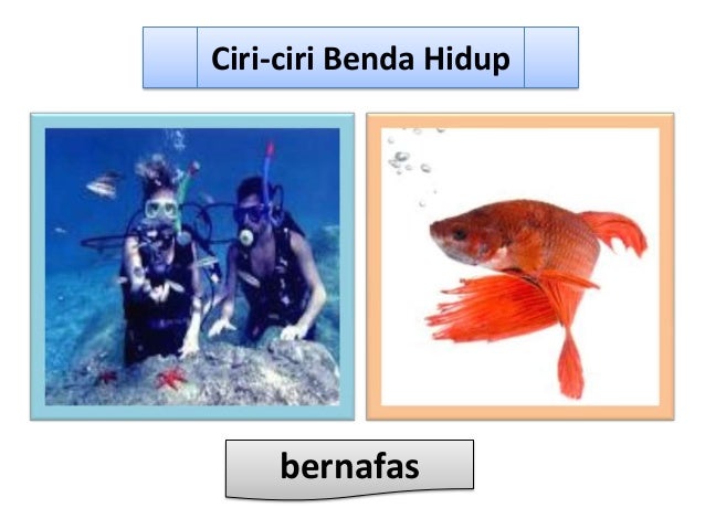 Ciri ciri benda hidup