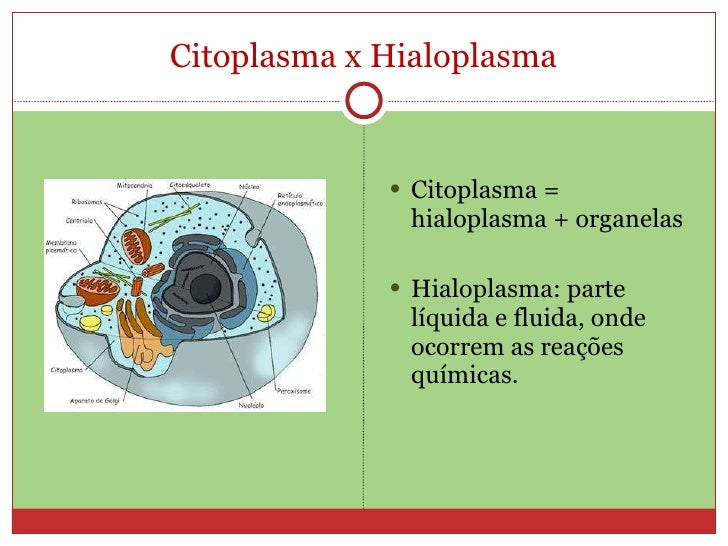 Citoplasma e organelas